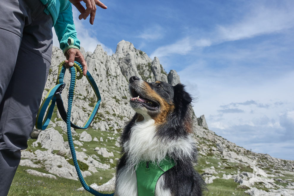 Hund an der Leine beim Wandern
