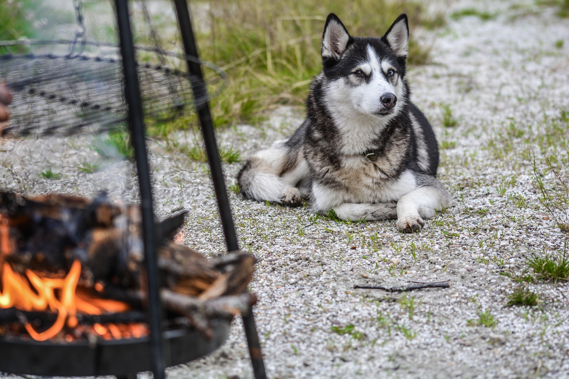 Rast am Lagerfeuer mit Hund