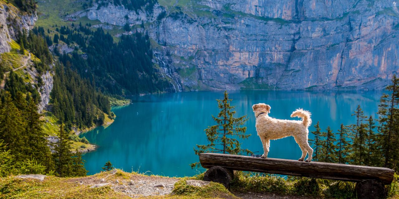 Hund am Bergsee im Bayerischen Wald
